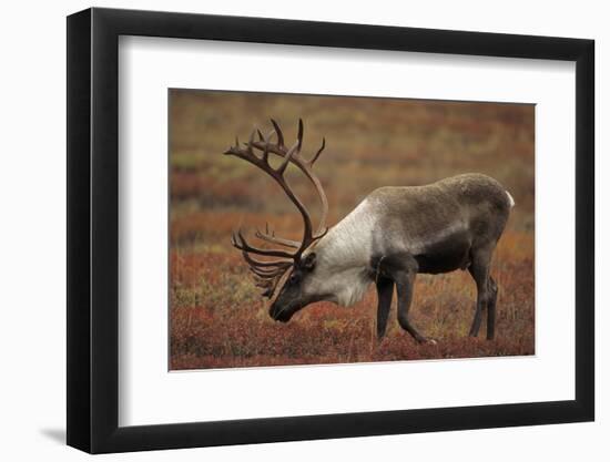 Bull Caribou Wildlife, Denali National Park, Alaska, USA-Gerry Reynolds-Framed Photographic Print