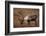 Bull Caribou Wildlife, Denali National Park, Alaska, USA-Gerry Reynolds-Framed Photographic Print