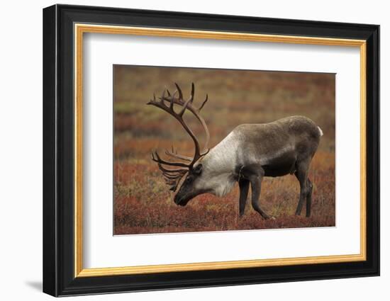 Bull Caribou Wildlife, Denali National Park, Alaska, USA-Gerry Reynolds-Framed Photographic Print