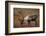 Bull Caribou Wildlife, Denali National Park, Alaska, USA-Gerry Reynolds-Framed Photographic Print