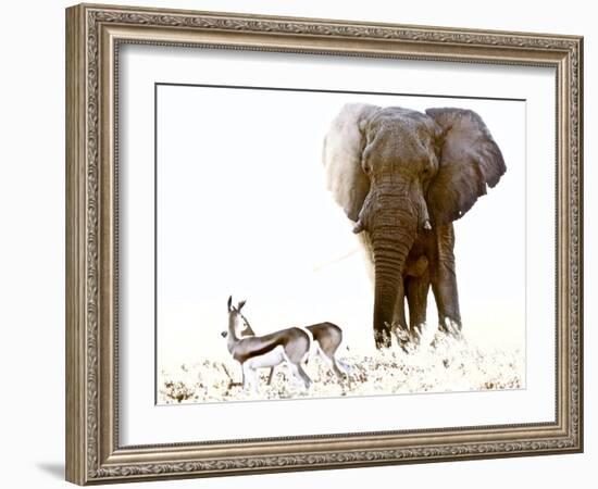 Bull Elephant and Springbok, Etosha, 2017-Eric Meyer-Framed Photographic Print