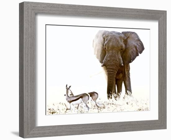 Bull Elephant and Springbok, Etosha, 2017-Eric Meyer-Framed Photographic Print