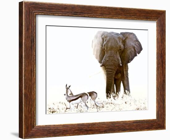 Bull Elephant and Springbok, Etosha, 2017-Eric Meyer-Framed Photographic Print