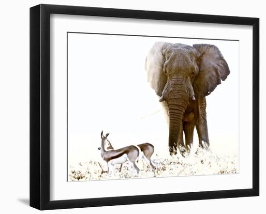 Bull Elephant and Springbok, Etosha, 2017-Eric Meyer-Framed Photographic Print