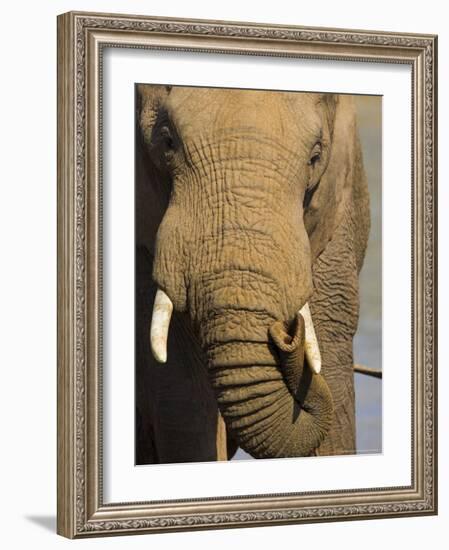 Bull Elephant, Loxodonta Africana, Addo Elephant National Park, Eastern Cape, South Africa-Steve & Ann Toon-Framed Photographic Print