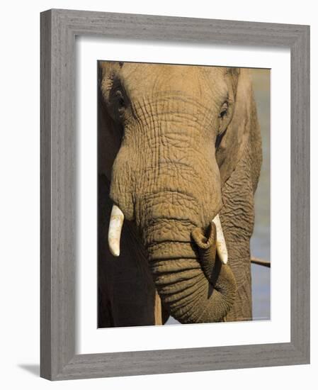 Bull Elephant, Loxodonta Africana, Addo Elephant National Park, Eastern Cape, South Africa-Steve & Ann Toon-Framed Photographic Print