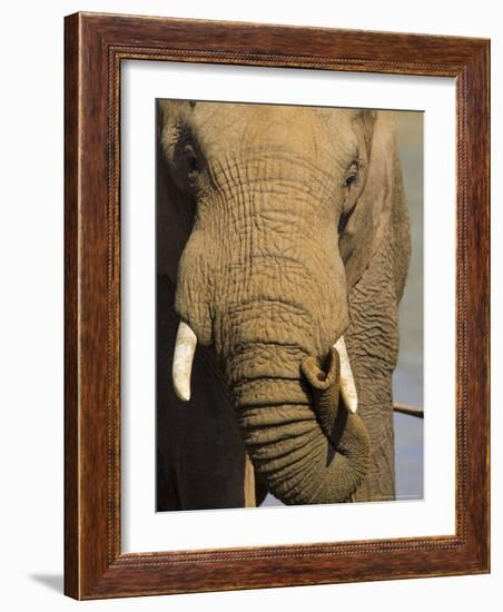 Bull Elephant, Loxodonta Africana, Addo Elephant National Park, Eastern Cape, South Africa-Steve & Ann Toon-Framed Photographic Print