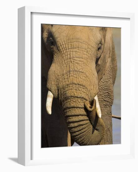 Bull Elephant, Loxodonta Africana, Addo Elephant National Park, Eastern Cape, South Africa-Steve & Ann Toon-Framed Photographic Print