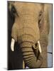 Bull Elephant, Loxodonta Africana, Addo Elephant National Park, Eastern Cape, South Africa-Steve & Ann Toon-Mounted Photographic Print