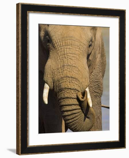 Bull Elephant, Loxodonta Africana, Addo Elephant National Park, Eastern Cape, South Africa-Steve & Ann Toon-Framed Photographic Print