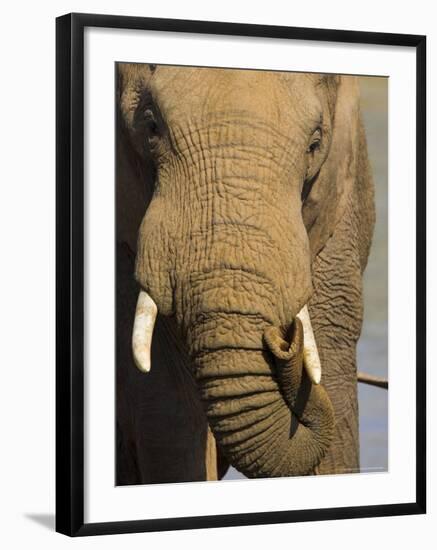 Bull Elephant, Loxodonta Africana, Addo Elephant National Park, Eastern Cape, South Africa-Steve & Ann Toon-Framed Photographic Print