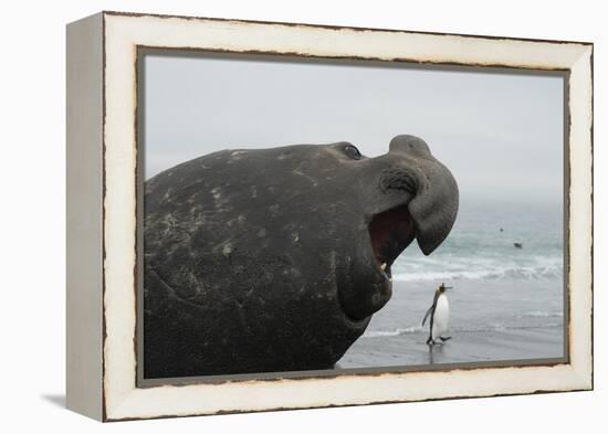 Bull Elephant Seal (Mirounga Sp) Portrait With Penguin Walking Along Beach-Michael Pitts-Framed Premier Image Canvas