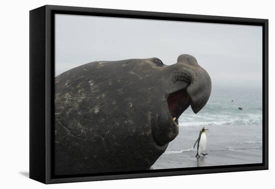 Bull Elephant Seal (Mirounga Sp) Portrait With Penguin Walking Along Beach-Michael Pitts-Framed Premier Image Canvas