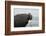 Bull Elephant Seal (Mirounga Sp) Portrait With Penguin Walking Along Beach-Michael Pitts-Framed Photographic Print