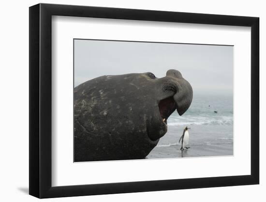 Bull Elephant Seal (Mirounga Sp) Portrait With Penguin Walking Along Beach-Michael Pitts-Framed Photographic Print