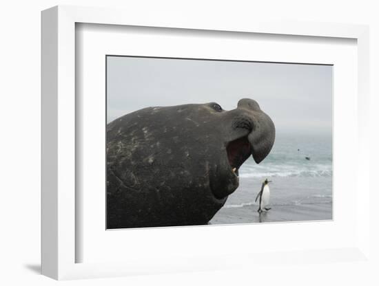 Bull Elephant Seal (Mirounga Sp) Portrait With Penguin Walking Along Beach-Michael Pitts-Framed Photographic Print