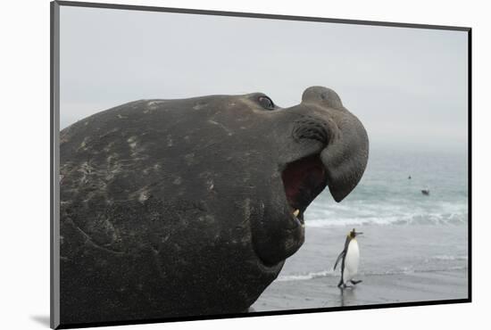 Bull Elephant Seal (Mirounga Sp) Portrait With Penguin Walking Along Beach-Michael Pitts-Mounted Photographic Print