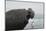 Bull Elephant Seal (Mirounga Sp) Portrait With Penguin Walking Along Beach-Michael Pitts-Mounted Photographic Print