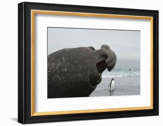 Bull Elephant Seal (Mirounga Sp) Portrait With Penguin Walking Along Beach-Michael Pitts-Framed Photographic Print