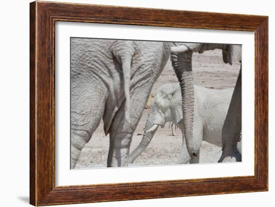 Bull Elephants, Loxodonta Africana, at a Watering Hole in Etosha National Park, Namibia-Alex Saberi-Framed Photographic Print
