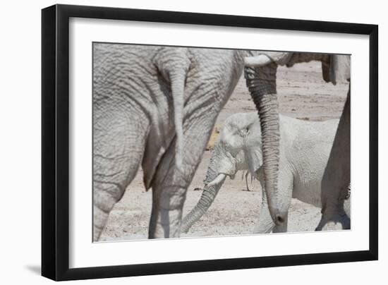 Bull Elephants, Loxodonta Africana, at a Watering Hole in Etosha National Park, Namibia-Alex Saberi-Framed Photographic Print