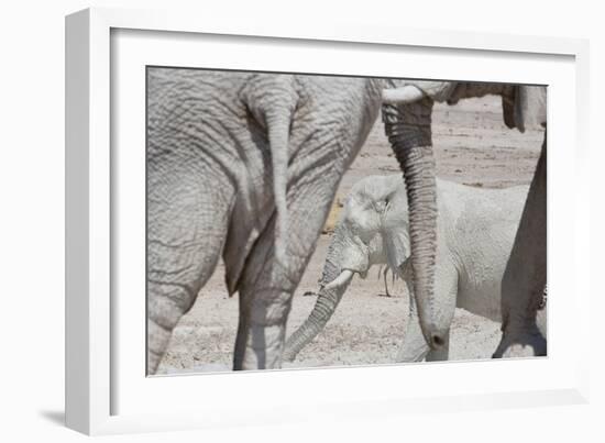 Bull Elephants, Loxodonta Africana, at a Watering Hole in Etosha National Park, Namibia-Alex Saberi-Framed Photographic Print