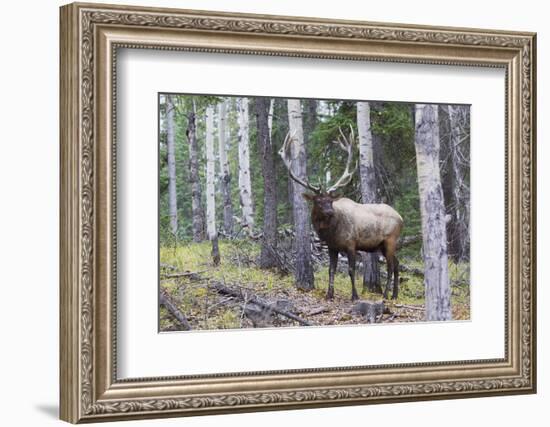 Bull Elk after a mud bath-Ken Archer-Framed Photographic Print