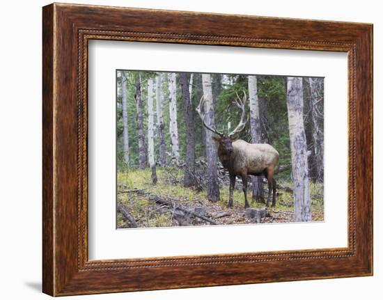 Bull Elk after a mud bath-Ken Archer-Framed Photographic Print