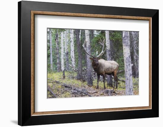 Bull Elk after a mud bath-Ken Archer-Framed Photographic Print