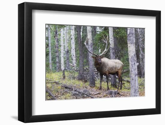Bull Elk after a mud bath-Ken Archer-Framed Photographic Print