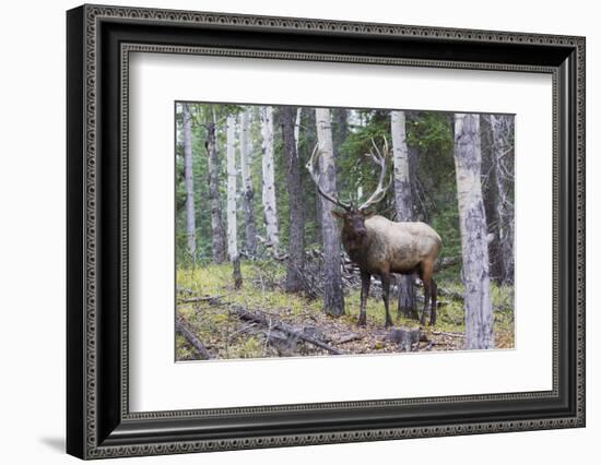 Bull Elk after a mud bath-Ken Archer-Framed Photographic Print