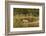 Bull Elk along Madison River, Yellowstone National Park, Montana, Wyoming-Adam Jones-Framed Photographic Print