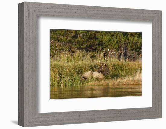 Bull Elk along Madison River, Yellowstone National Park, Montana, Wyoming-Adam Jones-Framed Photographic Print