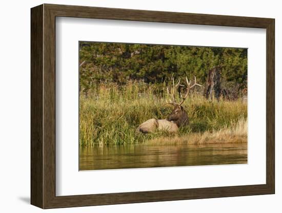 Bull Elk along Madison River, Yellowstone National Park, Montana, Wyoming-Adam Jones-Framed Photographic Print