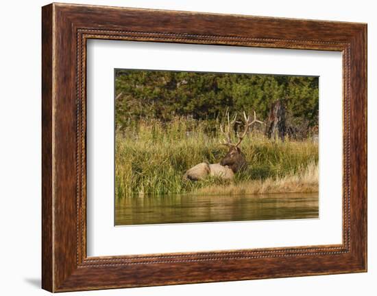 Bull Elk along Madison River, Yellowstone National Park, Montana, Wyoming-Adam Jones-Framed Photographic Print