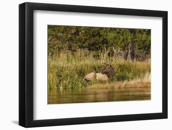 Bull Elk along Madison River, Yellowstone National Park, Montana, Wyoming-Adam Jones-Framed Photographic Print