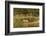 Bull Elk along Madison River, Yellowstone National Park, Montana, Wyoming-Adam Jones-Framed Photographic Print