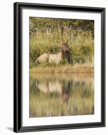 Bull Elk Along Madison River, Yellowstone National Park, Wyoming-Adam Jones-Framed Photographic Print