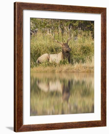 Bull Elk Along Madison River, Yellowstone National Park, Wyoming-Adam Jones-Framed Photographic Print