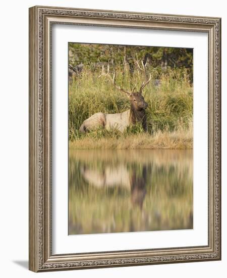 Bull Elk Along Madison River, Yellowstone National Park, Wyoming-Adam Jones-Framed Photographic Print