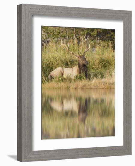 Bull Elk Along Madison River, Yellowstone National Park, Wyoming-Adam Jones-Framed Photographic Print