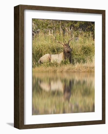 Bull Elk Along Madison River, Yellowstone National Park, Wyoming-Adam Jones-Framed Photographic Print