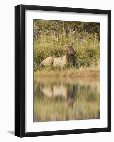 Bull Elk Along Madison River, Yellowstone National Park, Wyoming-Adam Jones-Framed Photographic Print