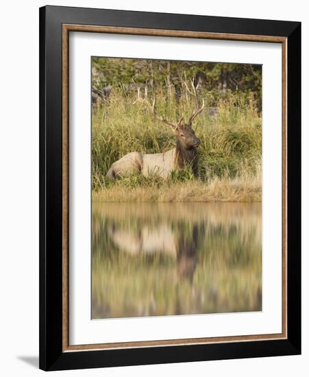 Bull Elk Along Madison River, Yellowstone National Park, Wyoming-Adam Jones-Framed Photographic Print