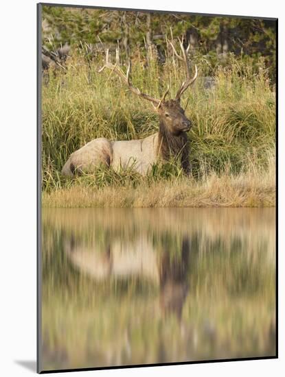 Bull Elk Along Madison River, Yellowstone National Park, Wyoming-Adam Jones-Mounted Photographic Print
