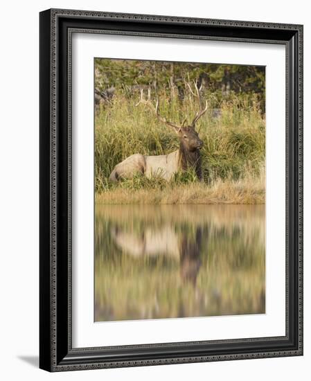 Bull Elk Along Madison River, Yellowstone National Park, Wyoming-Adam Jones-Framed Photographic Print