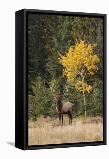 Bull Elk and Autumn Aspen tree-Ken Archer-Framed Premier Image Canvas