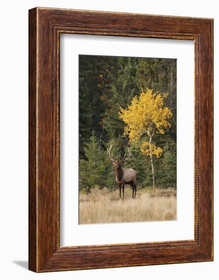 Bull Elk and Autumn Aspen tree-Ken Archer-Framed Photographic Print