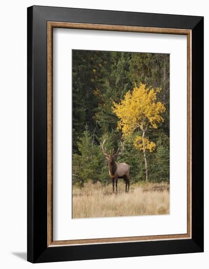 Bull Elk and Autumn Aspen tree-Ken Archer-Framed Photographic Print