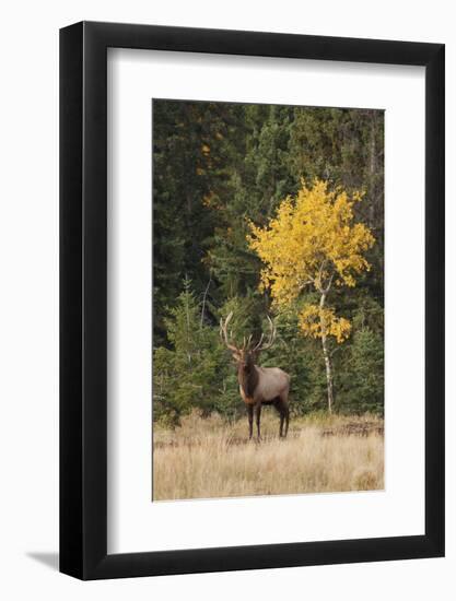 Bull Elk and Autumn Aspen tree-Ken Archer-Framed Photographic Print